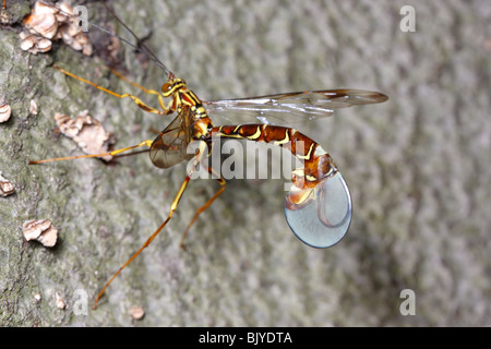 A giant ichneumon wasp drills her ovipositor into a dead tree to lay an egg on the larval wood wasp she's detected in the wood Stock Photo