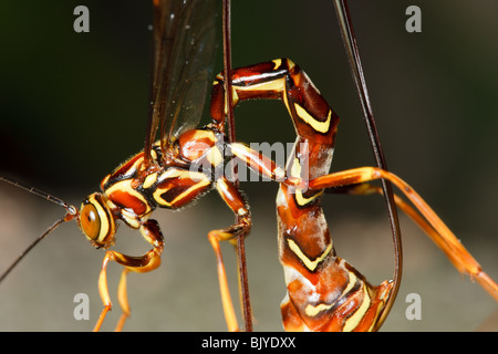 A female giant ichneumon wasp lays an egg on a larval pigeon tremex wasp buried in the tree. Stock Photo