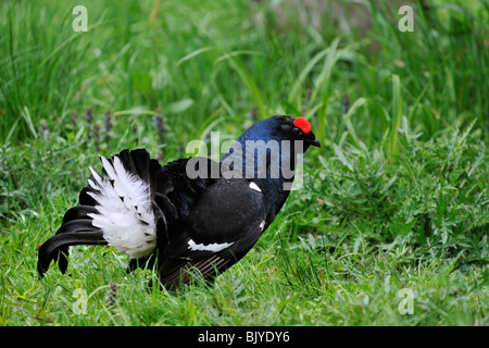 Black grouse (Lyrurus tetrix / Tetrao tetrix) male displaying