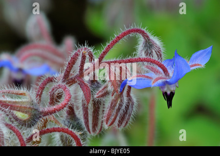 Borage / Starflower (Borago officinalis) in flower in spring Stock Photo