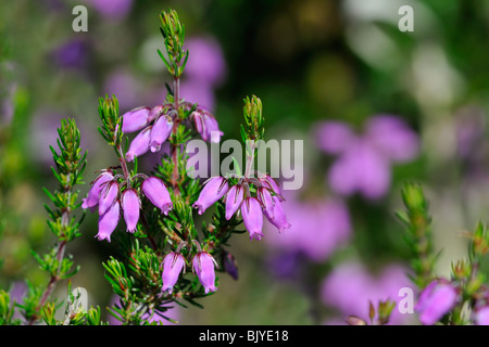 Bell heather / heather-bell (Erica cinerea) flowering