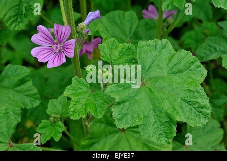 Common mallow / Cheeses / high mallow (Malva sylvestris), Belgium Stock Photo