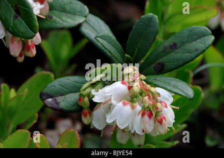 Lingonberry / cowberry / lowbush cranberry (Vaccinium vitis-idaea) in flower, Europe Stock Photo