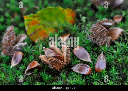 Beech leaves, cupules and nuts / seeds (Fagus sylvatica) on the forest floor in autumn, Belgium Stock Photo