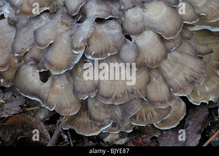 Hen of the Woods / Hen-of-the-woods / Ram's head  / Sheep's head (Grifola frondosa) Stock Photo