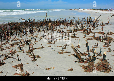 beach erosion and hurricane damage in Florida USA Stock Photo