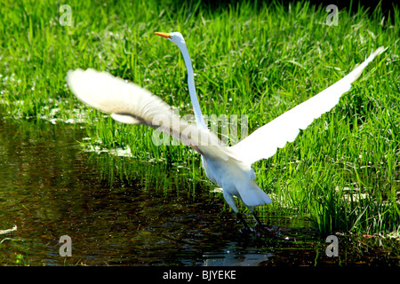a Great White Egret taking flight Stock Photo