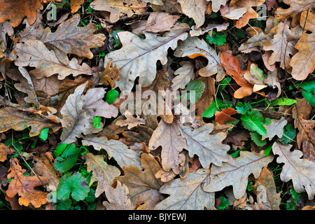 Oak [Quercus robur] leaves on a tree in autumn Stock Photo - Alamy