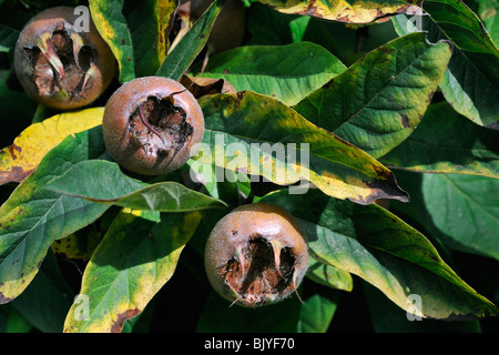 Common Medlar (Mespilus germanica) showing fruit / pomes Stock Photo