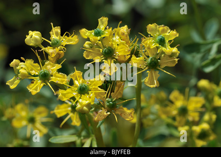 Common rue / Herb-of-grace (Ruta graveolens) in flower, Belgium Stock Photo