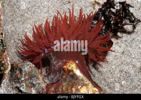 Beadlet anemone (Actinia equina) in a rockpool, UK. Stock Photo