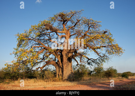 African baobab tree (Adansonia digitata), southern Africa Stock Photo