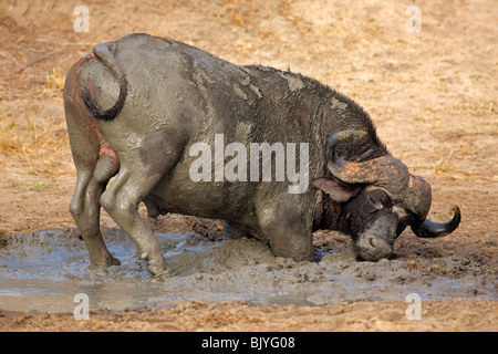 African or Cape buffalo bull (Syncerus caffer) taking a mud bath, Kruger National park, South Africa Stock Photo