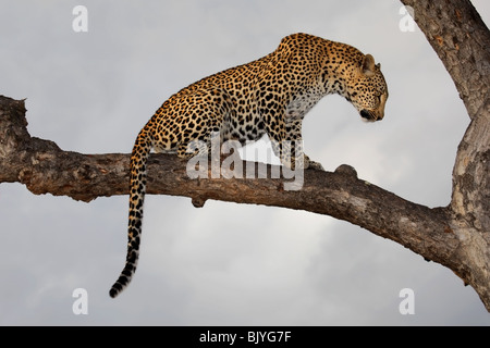 Leopard (Panthera pardus) sitting in a tree against a cloudy sky, Kruger National park, South Africa Stock Photo