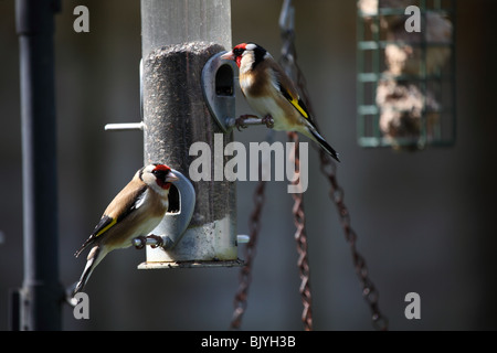 Gold finches feeding. Stock Photo