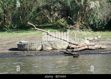 Africa, Ethiopia, Blue Nile river Nile Crocodile on the shore Stock Photo