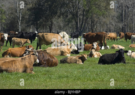 herd of multi colored cows in pasture rural North Florida Stock Photo