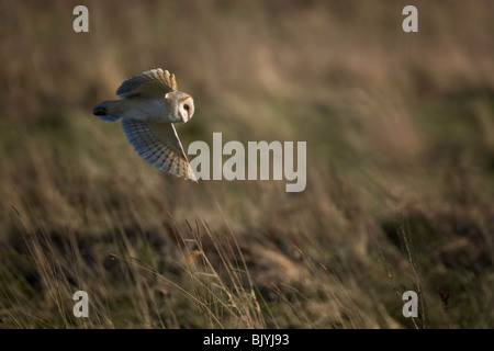 Barn Owl hunting over heathland at dusk. Stock Photo