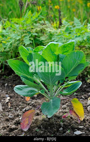 Cabbage (Brassica oleracea) in field, Belgium Stock Photo