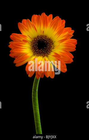 Yellow and Red Gerbera against black background Stock Photo