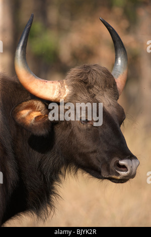 Indian Gaur head shot close view in the wild forest of Pench, India. Stock Photo