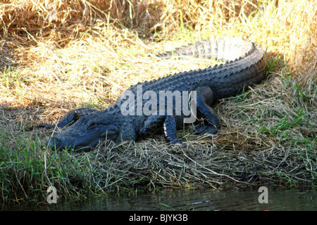 American Alligator in the Myakka River State Park in Florida USA Stock Photo