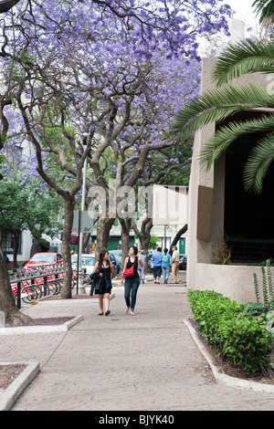 people strolling on sidewalk of Avenida Mexico under magnificent avenue of flowering Jacaranda in Condesa District Mexico City Stock Photo