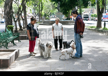 three happy smiling dog walkers pause to admire each others dogs in a leafy section of the Roma District Mexico City Stock Photo