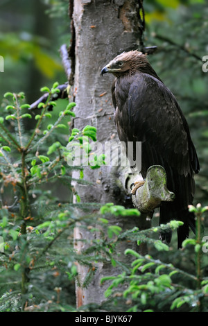 Lesser spotted eagle (Clanga pomarina / Aquila pomarina) perched in tree, native to Central and Eastern Europe Stock Photo