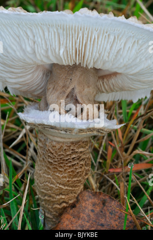 Parasol mushroom (Macrolepiota procera / Lepiota procera) showing underside with gills and annulus / ring Stock Photo