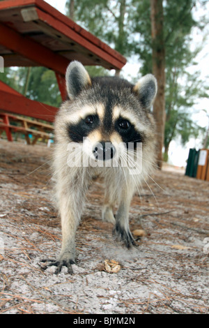 a raccoon beside a picnic table in a Florida park Stock Photo