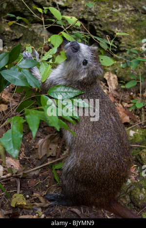Cuban Hutia, Demarests Hutia (Capromys pilorides) on a branch Stock ...