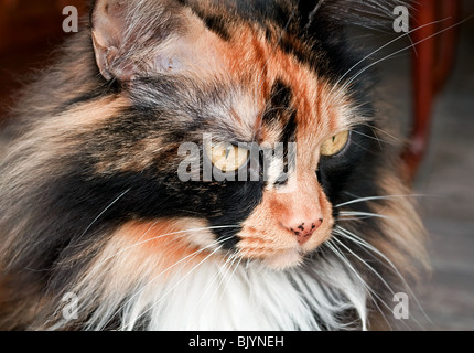 This image is a closeup of a tort colored long haired cat's face. She's beautifully marked and healthy and vibrant. Stock Photo