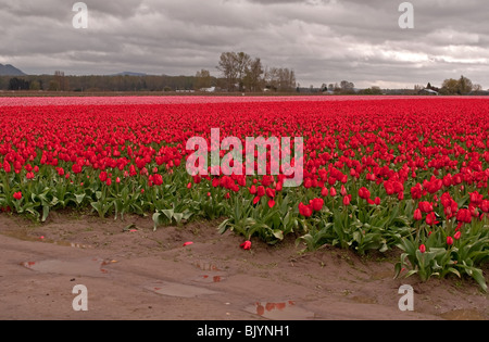 This stunning landscape is of massive tulip fields in red and pink after a rain with stormy skies. Stock Photo