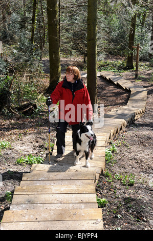 Woman walking dog on wooden steps for walkers in Coalbrookdale Shropshire woodlands uk Stock Photo