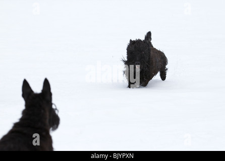 Scottish terriers in the snow Stock Photo