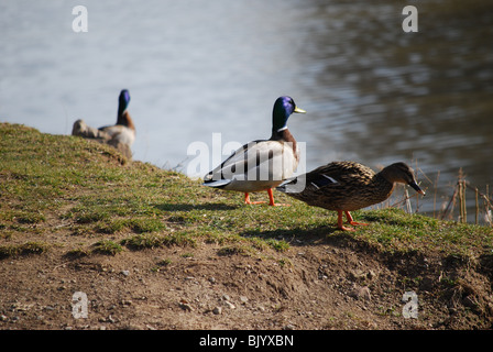 Drake and Hen Mallard ducks at waters edge. On Finger lakes migratory route. Stock Photo