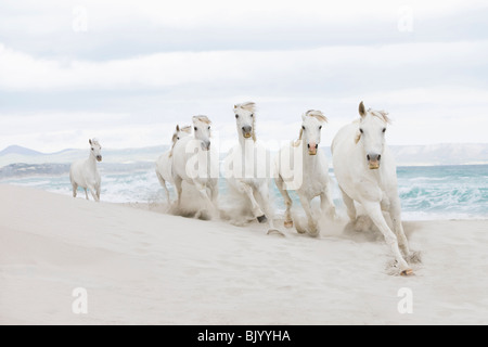 Horses on the beach Stock Photo