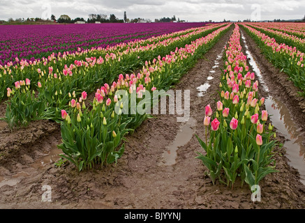 This gorgeous spring landscape is a very large rural field of purple and pink tulip bulbs after a spring rain. Stock Photo