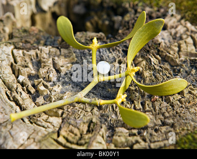 Close-up of Viscum album European Mistletoe or Common Mistletoe shrub with fruit Stock Photo