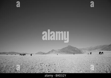 Namib Desert Horses Stock Photo