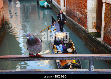 Pigeon, Gondola and canal in Venice, Italy Stock Photo