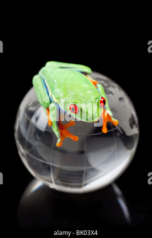 Red eyed tree frog sitting on globe Stock Photo