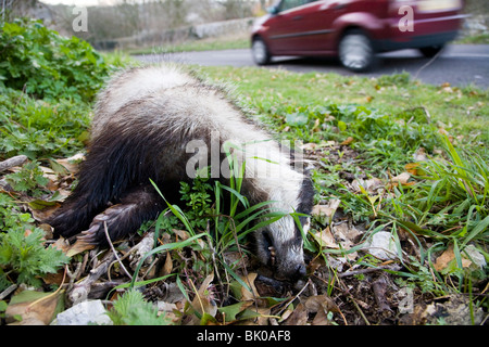 A dead badger lays on the grass verge as a car drives past. Stock Photo