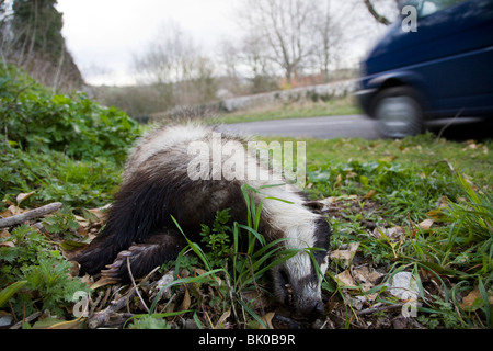 A dead badger lays on the grass verge as a car drives past. Stock Photo