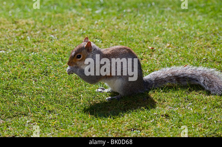 Grey Squirrel eating seed on green grass in sunshine Stock Photo