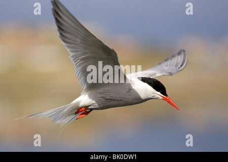 Antarctic Tern - Ushuaia, Argentina Stock Photo