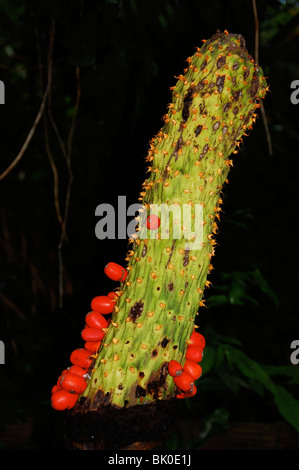 The smelly plant, the Titan Arum, taken in the Tropical Biome at the Eden Project in Cornwall, during its fruit/seed phase. Stock Photo