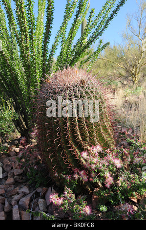 A barrel cactus and ocotillo, surrounded by Fairy Duster, (Calliandra eriophylla), grow in Tucson, Arizona, USA. Stock Photo