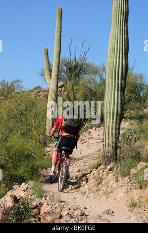 A cyclist rides along saguaro cactus (Carnegiea gigantea) in the Sonoran Desert on the Starr Pass Trail in Tucson, Arizona, USA. Stock Photo